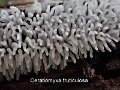 Ceratiomyxa fruticulosa-amf361-2
